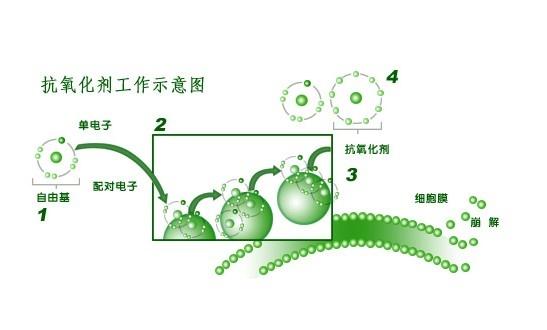 抗氧化剂386和抗氧化剂是什么?
